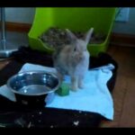 Cute baby bunny yawning & stretching