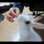 (ENG-SUB) Cute and funny bunny rabbit 애완 토끼 키우기