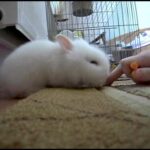 Cute bunny eating carrot!