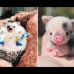 💗 Cute baby animals Videos Compilation cute moment of the animals 💗 #1
