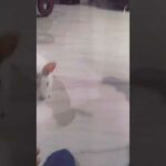 Cute rabbit|bunny playing