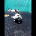 cute baby bunnies are playing