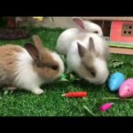 FOUR CUTE RABBITS PLAYING VERY HAPPY-YOU CREATOR SA