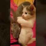 Cats and Rabbits are Best Friends