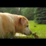 Dog Meets Baby Bunny And Decides To Keep Him Forever