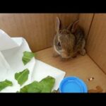 Rescued Baby Bunny Rabbit