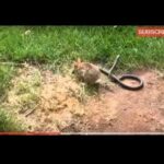 Snake Attacked The Baby Bunnies  What The Mother Rabbit Did Is UNBELIEVABLE!