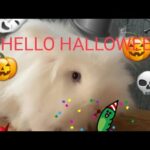 #HELLO  #HALLOWEEN #CUTE #RABBIT #BANNY