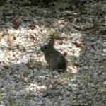 Baby Rabbit in the Dog Run