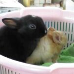 Cute 2 rabbit ❤️ じゃれあうカワイイ双子の子ウサギ　Funny