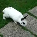 cute rabbit