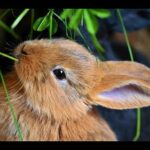 Cutest Rabbits | Cute Rabbits Video |