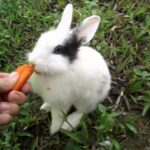 Rabbit Eating Carrots. Funny