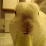 my cute bunny eatting celery besides carrots