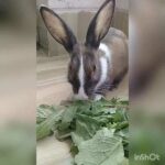 My Cute Rabbit Mr. Pancake Having His Breakfast