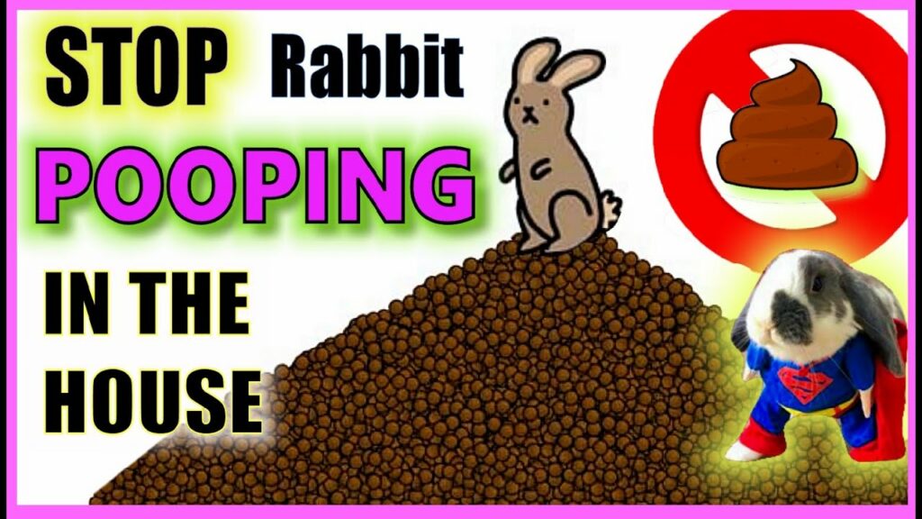 How do I stop my rabbit pooping everywhere? Rabbit Litter Training