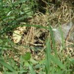 bunny babies ready to leave the nest to see what is next