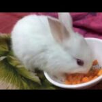 Cute Bunny Eating Carrot