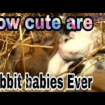 funny rabbit babies video || cute babies rabbit fun video ||  Animals Health Care