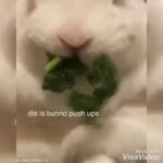 Rabbit cute compilation ♥️♥️♥️