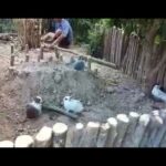 Rabbits Home /Funny Baby Bunny Rabbits Videos บ้านกระต่ายเพื่อนรัก