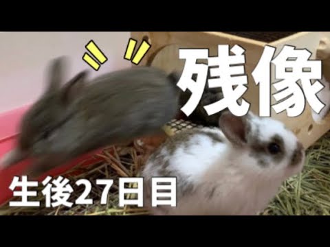 赤ちゃんうさぎが速すぎて見えない ホーランドロップ 生後27日目 Rabbit Videos