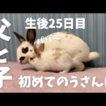 🐰おとうさんといっしょ にうさんぽ！うさぎ 赤ちゃん 生後25日目！