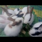 The cutes baby bunnies | 🐇🐇🐇🐰🐰