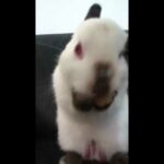 Cute bunny