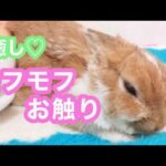 【癒し♡】うさぎをモフモフお触りする【cute rabbit】