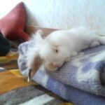 Cute Bunny Mikimoto deep sleeping 😁🐇