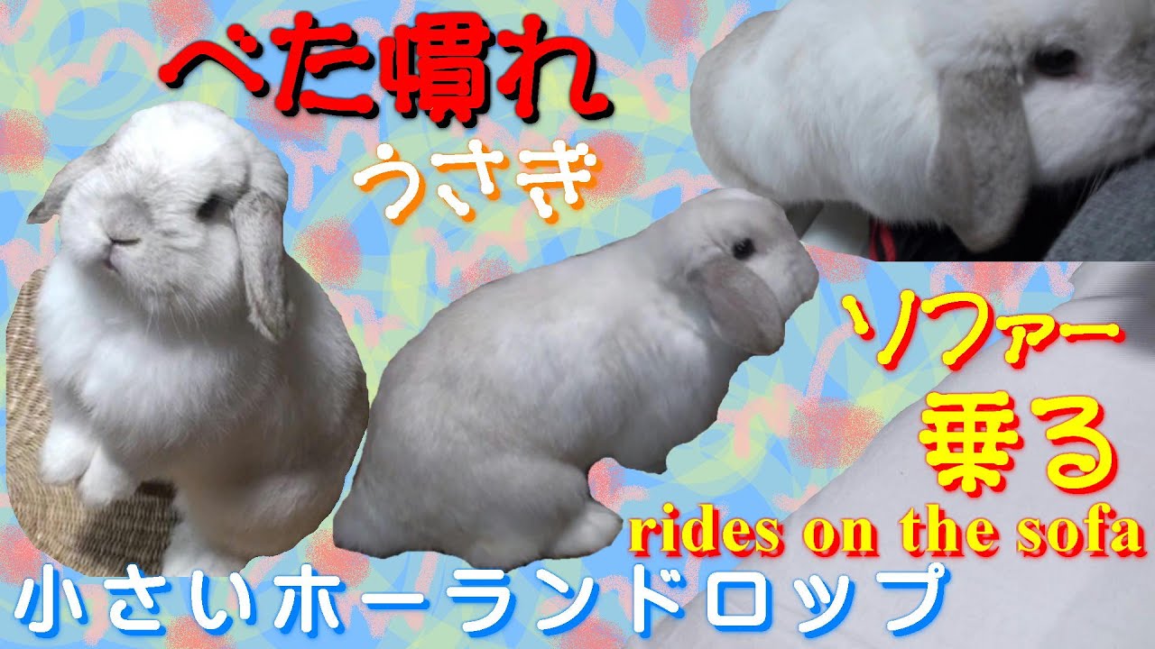 38 べた慣れうさぎがソファー乗る おまけ付 Cute Bunny Rides On The Sofa ロップイヤー ホーランドロップ ウサギ うさぎ Holland Lop Rabbit Rabbit Videos