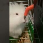 Worlds cutest bunny is drinking water