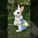 Cute Bunny WhatsApp status(4)