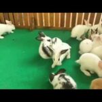 cute rabbits and rabbits Live in its cages happily happily ##