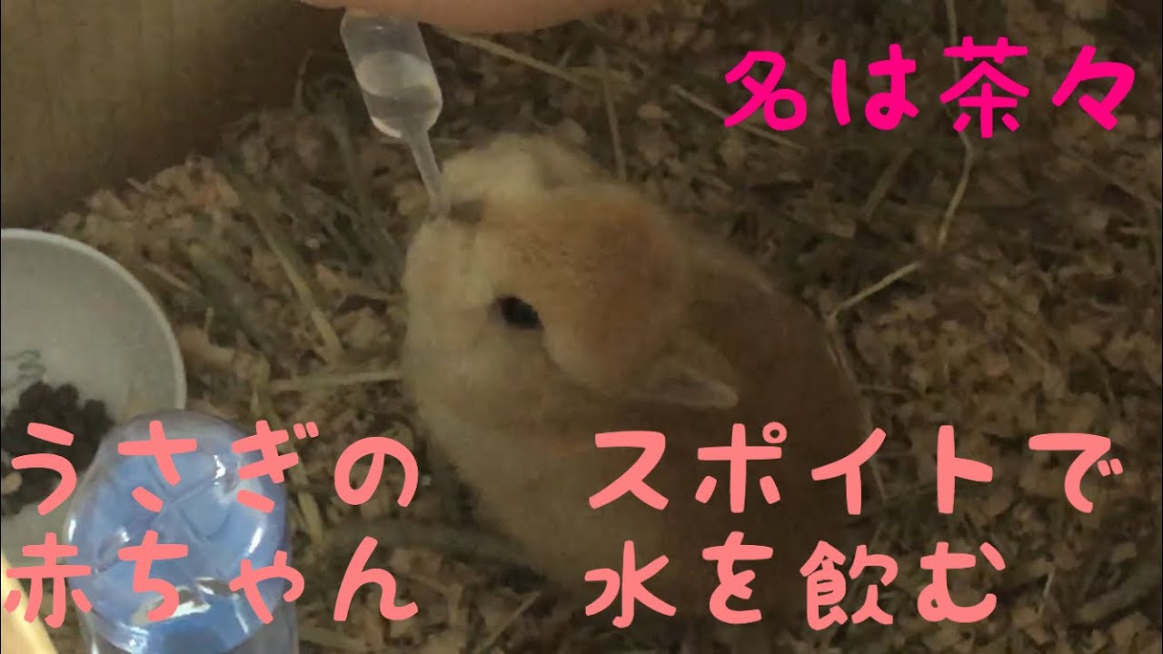 かわいいうさぎの赤ちゃんスポイトで水を飲む Cute Rabbit Rabbit Videos