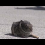 Baby Rabbit Rescued In My Yard