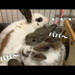 父うさぎと子うさぎには距離がある？〜Rabbit babies and their father〜