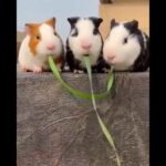 Cute video of rabbit eating grass together