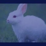 Funny Baby Bunny Rabbit Videos Compilation   Cute Rabbits Dipesh Shah