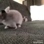 Rabbit cute compilation 2