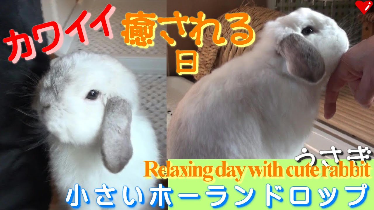 42 かわいいウサギに癒される日 Relaxing Day With Cute Rabbit ロップイヤー ホーランドロップ ウサギ Holland Lop Bunny Rabbit Videos