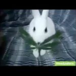 Weed ☘️ Rabbit 🐇🐇 LOL