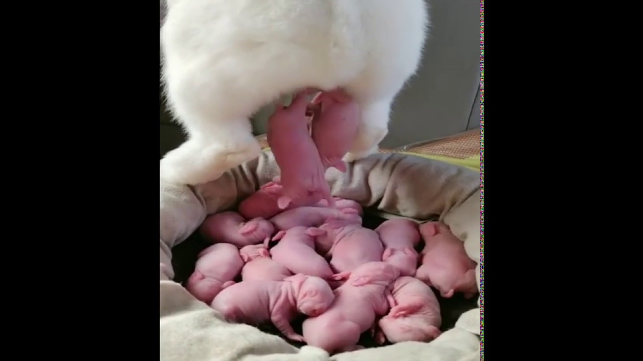 Rabbit Giving Birth At Home Baby Bunnies So Cute Rabbit Videos