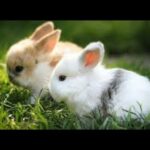 Cute Bunnies & Funny Rabbits❤️🌸