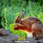 Cute Rabbit 🐰🐰🐰🐰whatsapp status