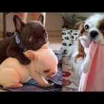 Cute baby animals Videos - funny animal 2020 - Soo Cute! #6