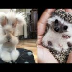 Cute baby animals Videos - funny animal 2020 - Soo Cute! #9