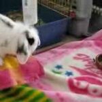 Cute baby rabbit jumping.