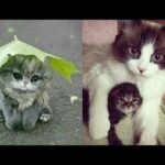 Cute baby animals Videos - funny animal 2020 - Soo Cute! #27